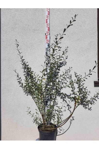 Ива пурпурная - вис.90-130см/Ø70-90см